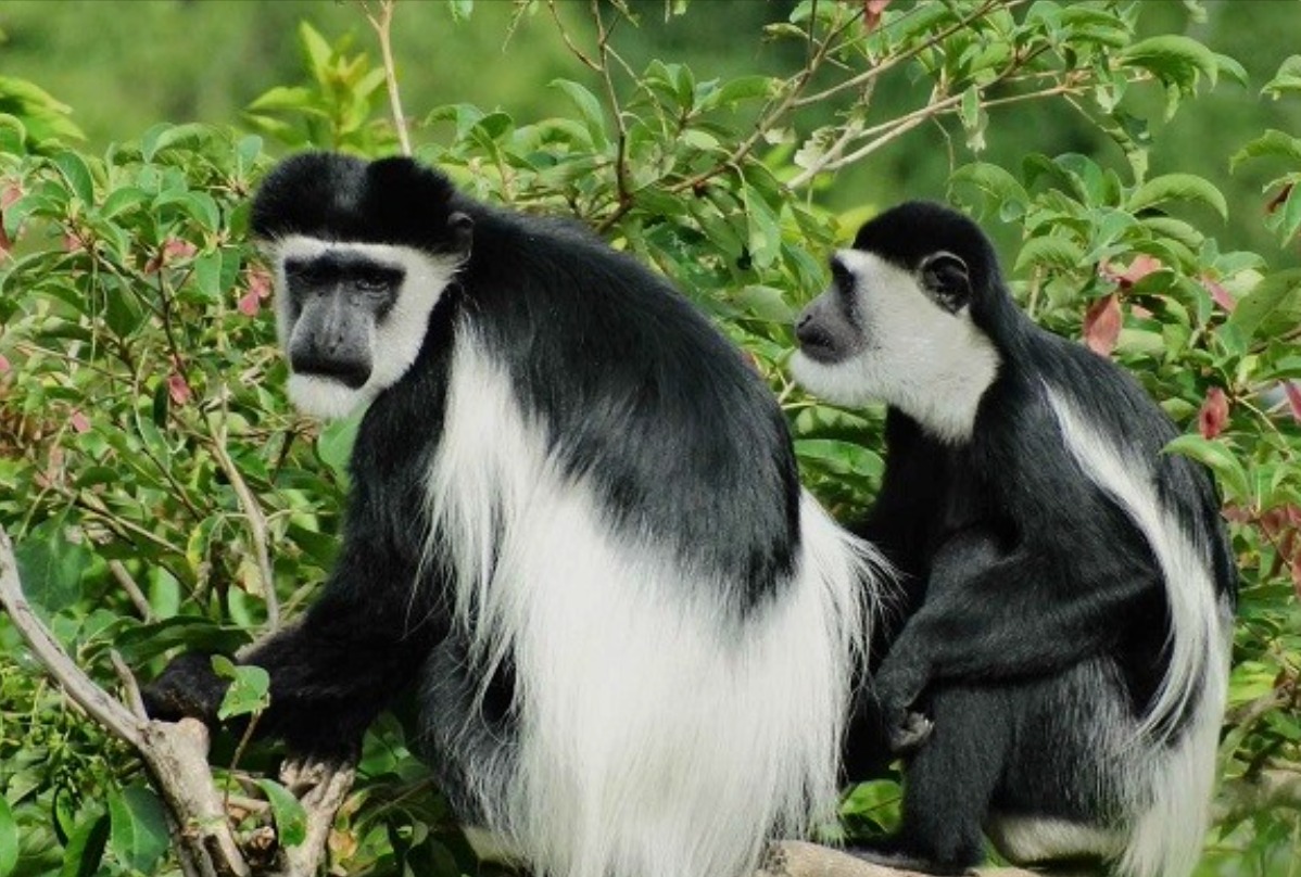 Uganda Luxury Safari Package: “Flavors of Uganda”