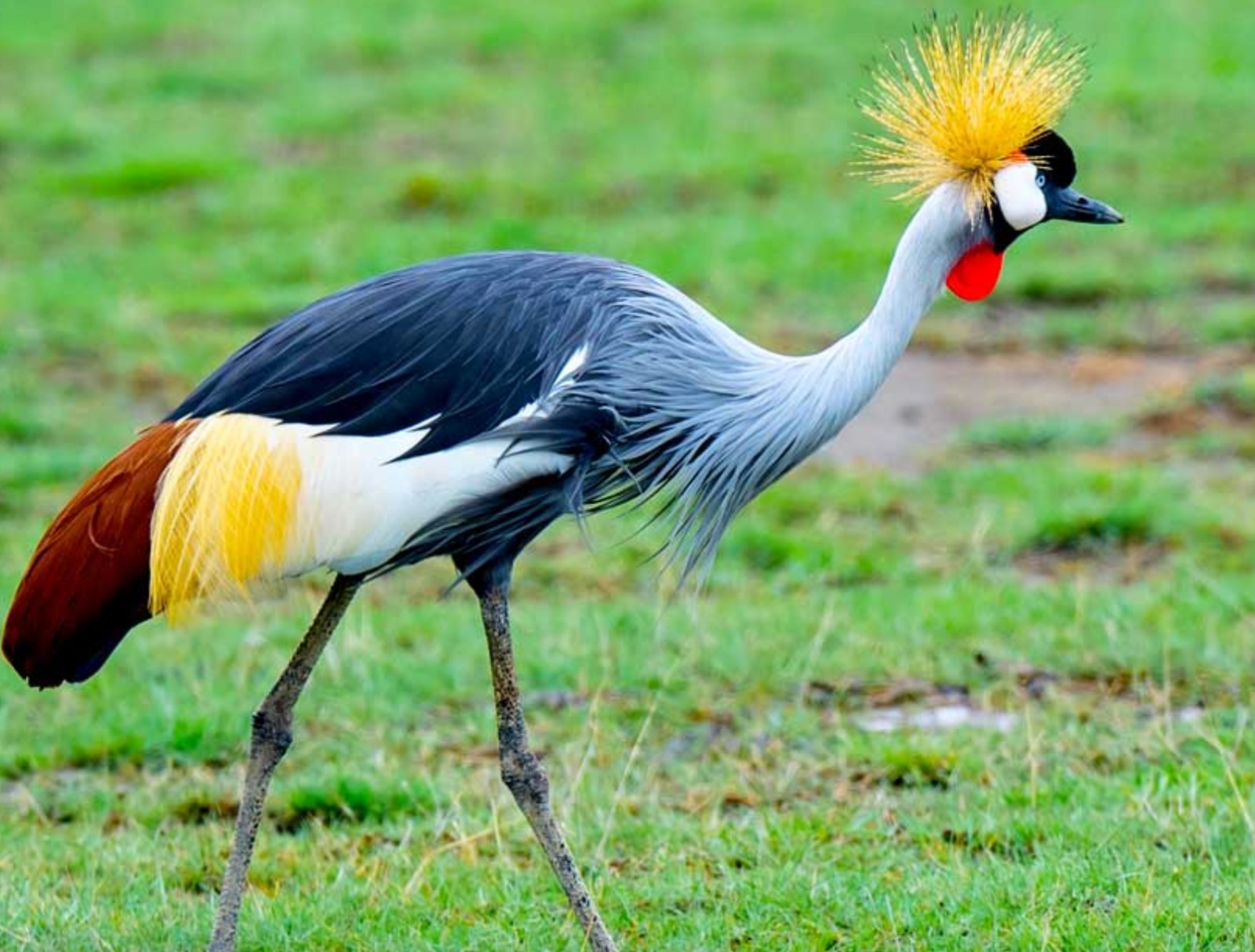 Uganda Luxury Gorilla & Wildlife Safari