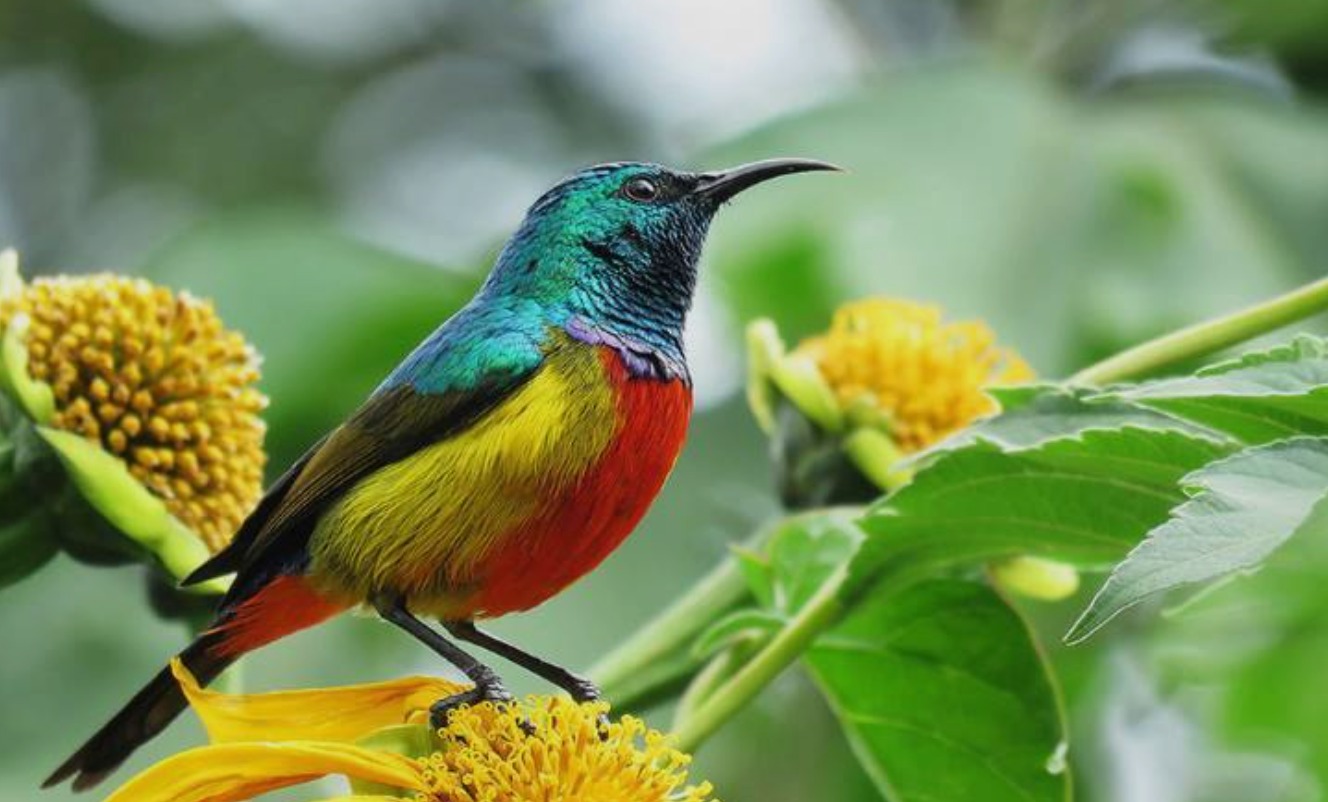 Uganda Luxury Birdwatching Package
