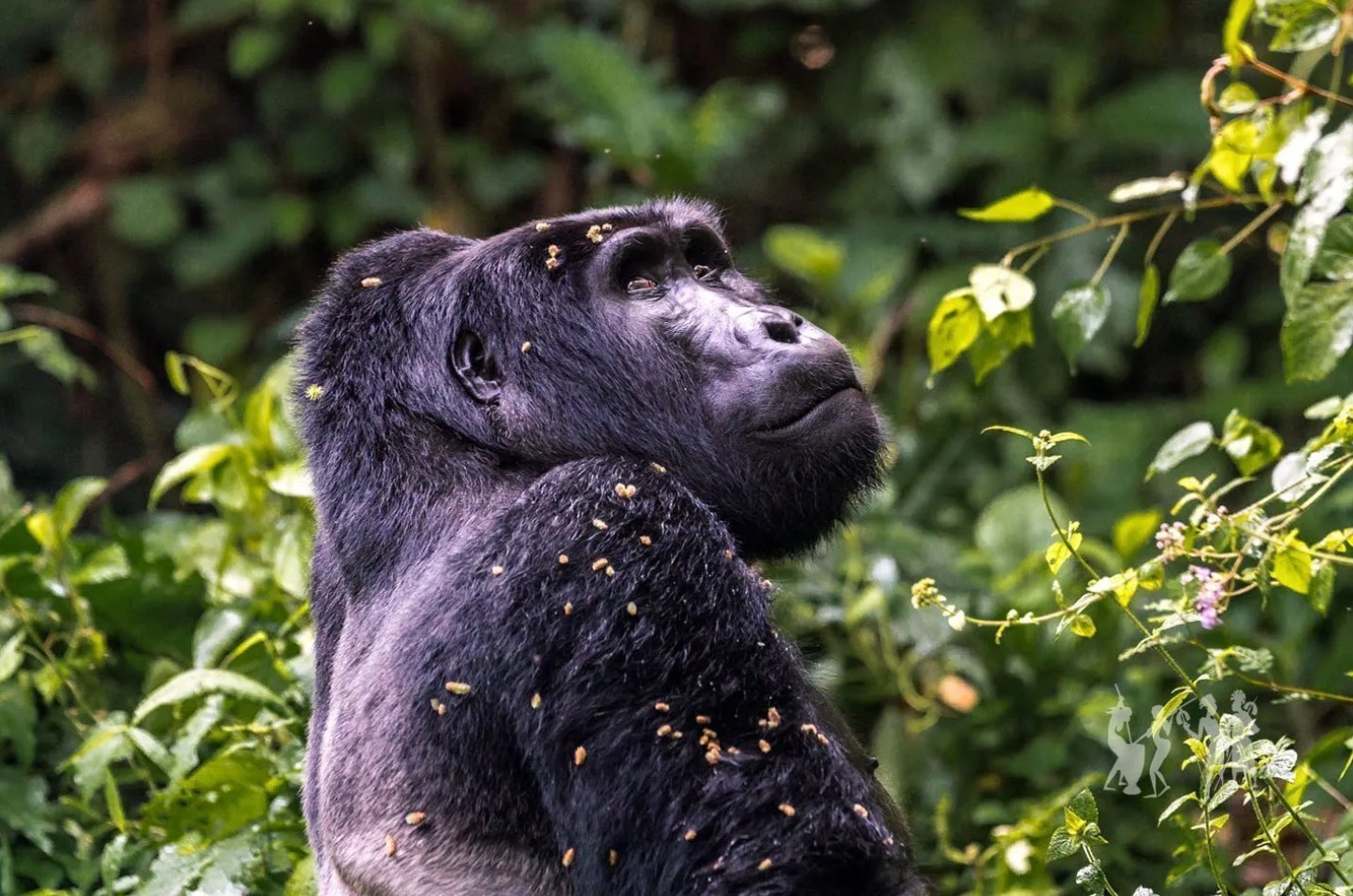 Uganda Luxury Gorilla Trekking Package